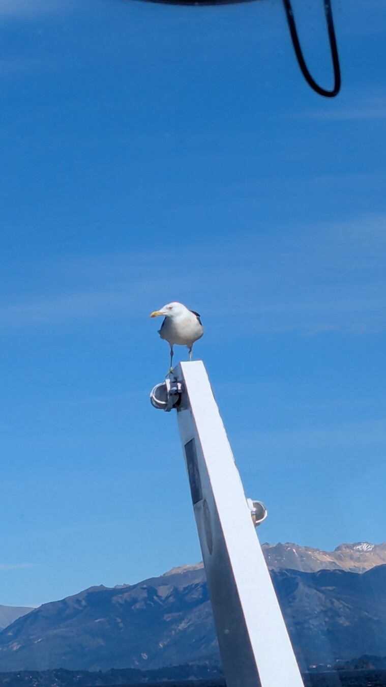 birdwatching seagull on top of a mast