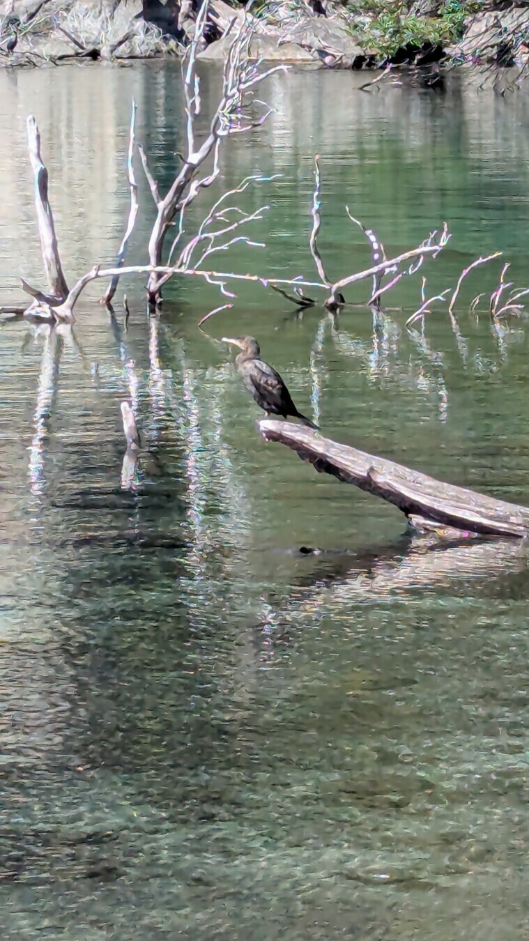 birdwatching two birds, same pole