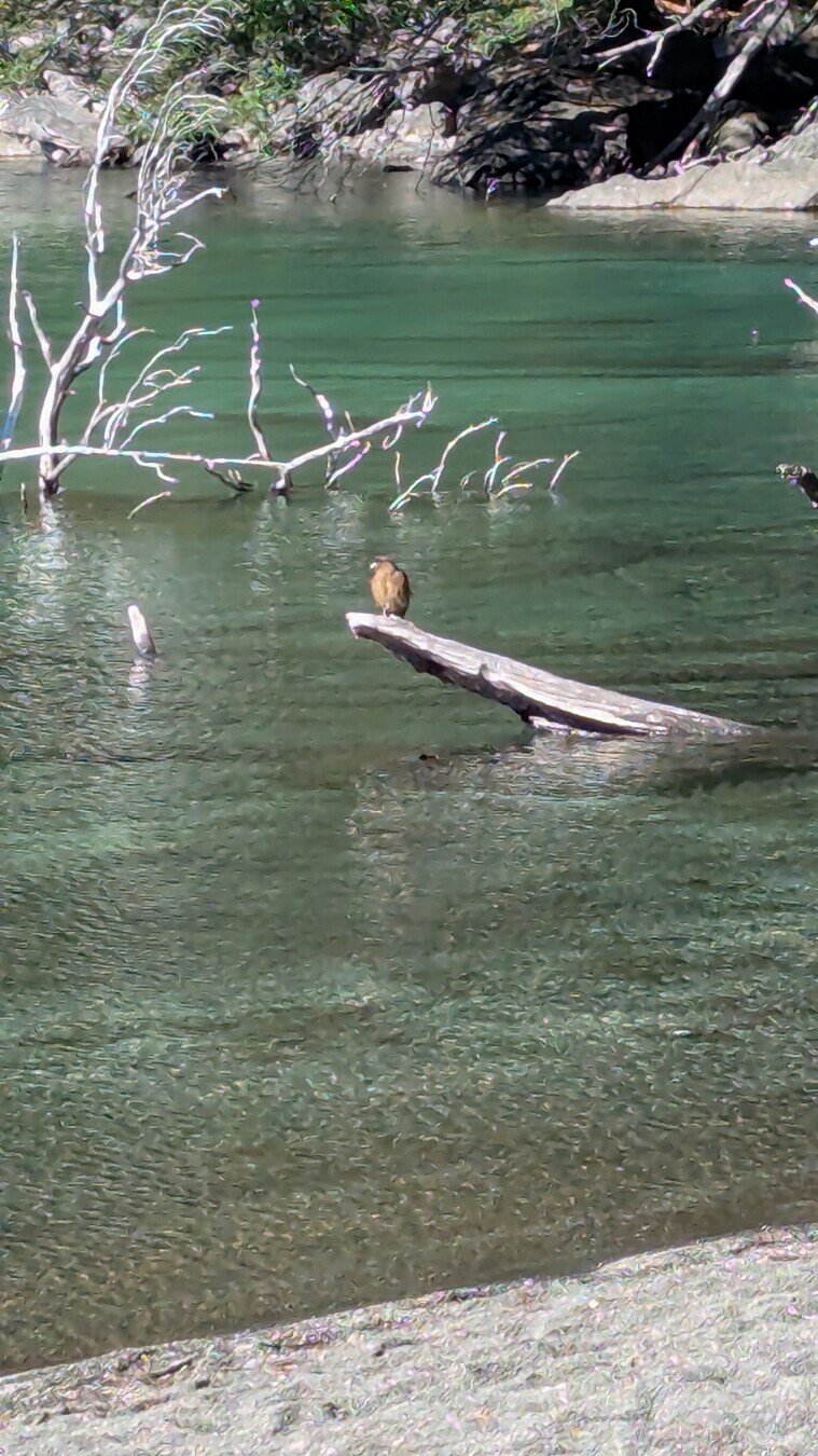birdwatching two birds, same pole