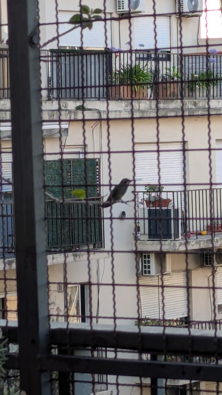 Hummingbird at rest birdwatching