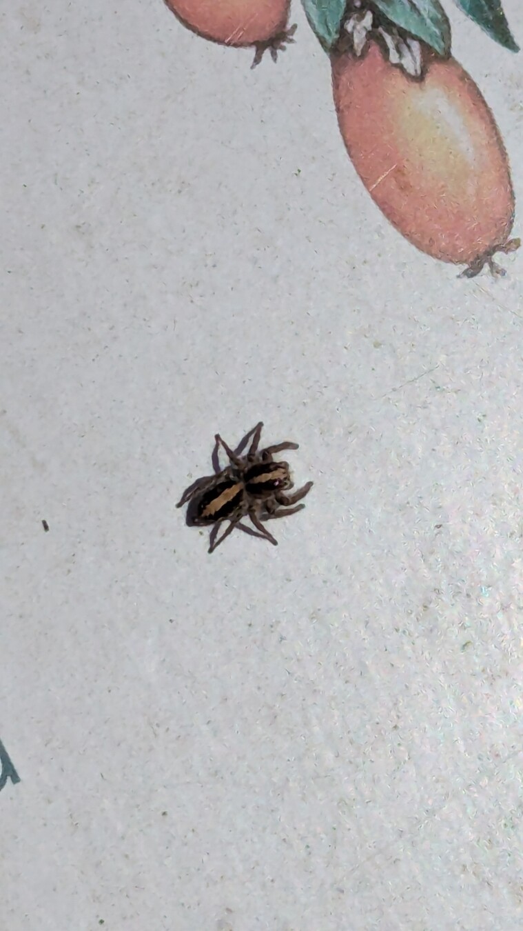 jumping spider