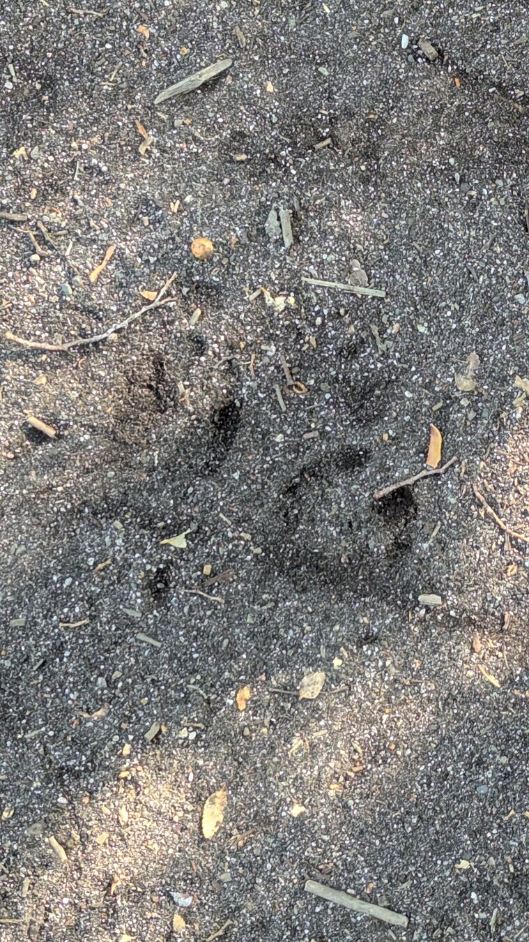 wild boar footprint