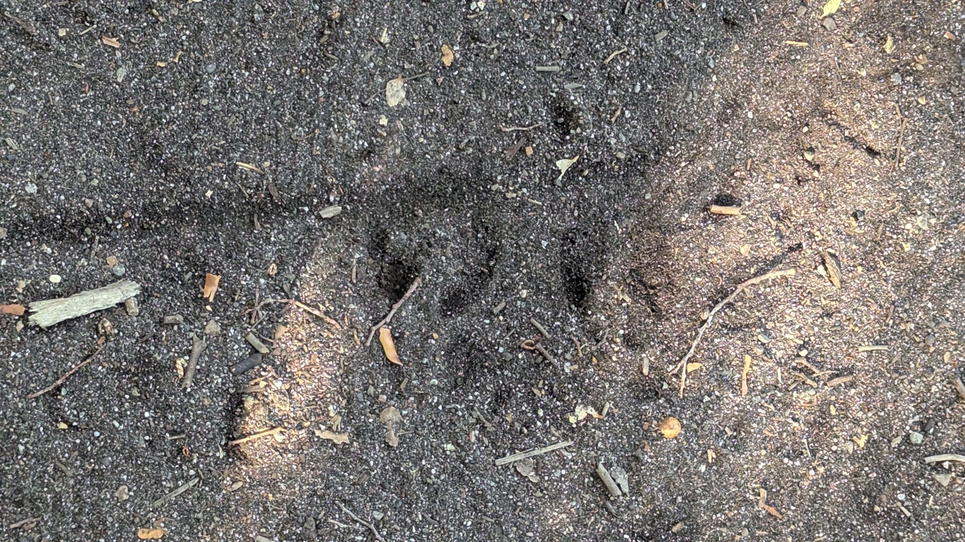 wild boar footprint